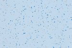 PVC kommersiella utrymme 4496 Light Sapphire_1