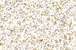PVC commercial space 4496 Light Sapphire_1